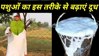 दूध बढाने का तरीका || Way to increase milk @kisankiawaaz #दूधबढानेकेउपाय #दूधबढानेकातरीका