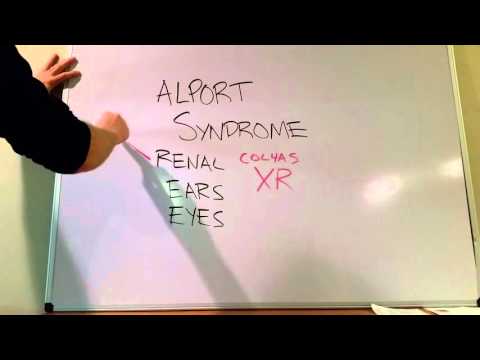 Alport Syndrome High-Yield Review