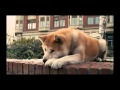 Hachiko a dogs story music from movie