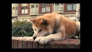 Hachiko A Dog's Story  From Movie