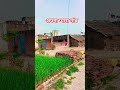 अपना प्यारा गांव 🥷✅🇮🇳♥️🌲💯🌹🛖🛖🛖#youtubeshorts #hindisong #love #villagelife #nonsubscriber🛖🌹💯🌲♥️