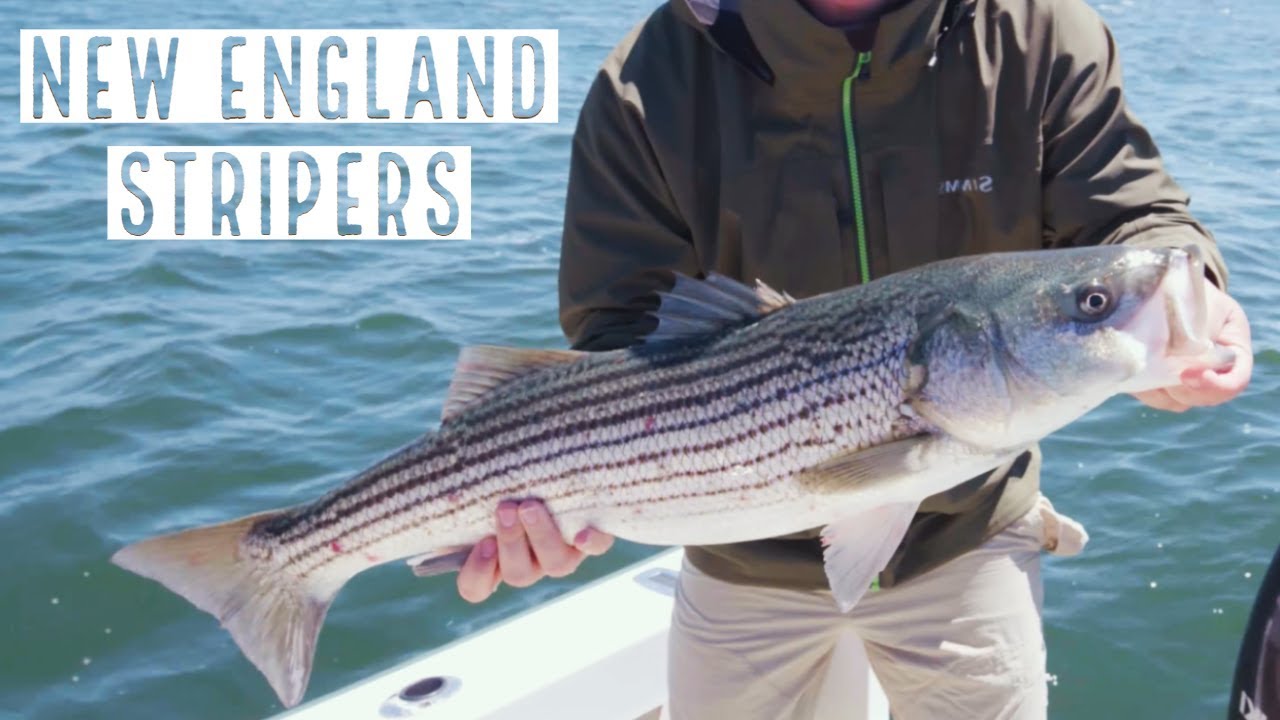 12 Hours On Cape Cod Fly Fishing For Striped Bass YouTube
