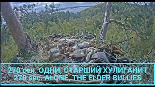 Вдвоём дома. Старший дерётся🐣😬🐤The two of us are at home. The elder is fighting🌲Камычи•12.05.2024