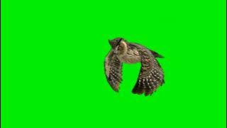 green screen burung hantu HD