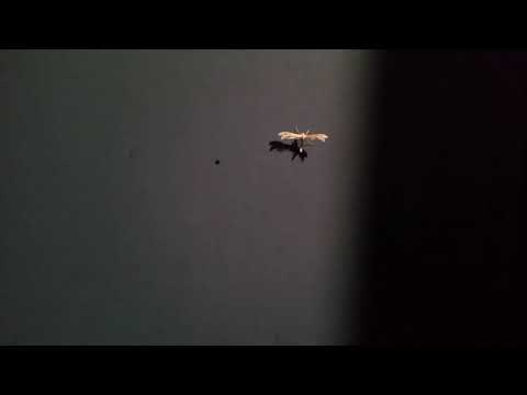 Tiny White Moth