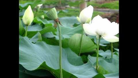 Thiền Sư An Lạc Hạnh - Ý nghĩa cúng Trai Tăng 1/2