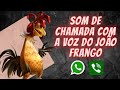 Toque de chamada com a voz do João Frango