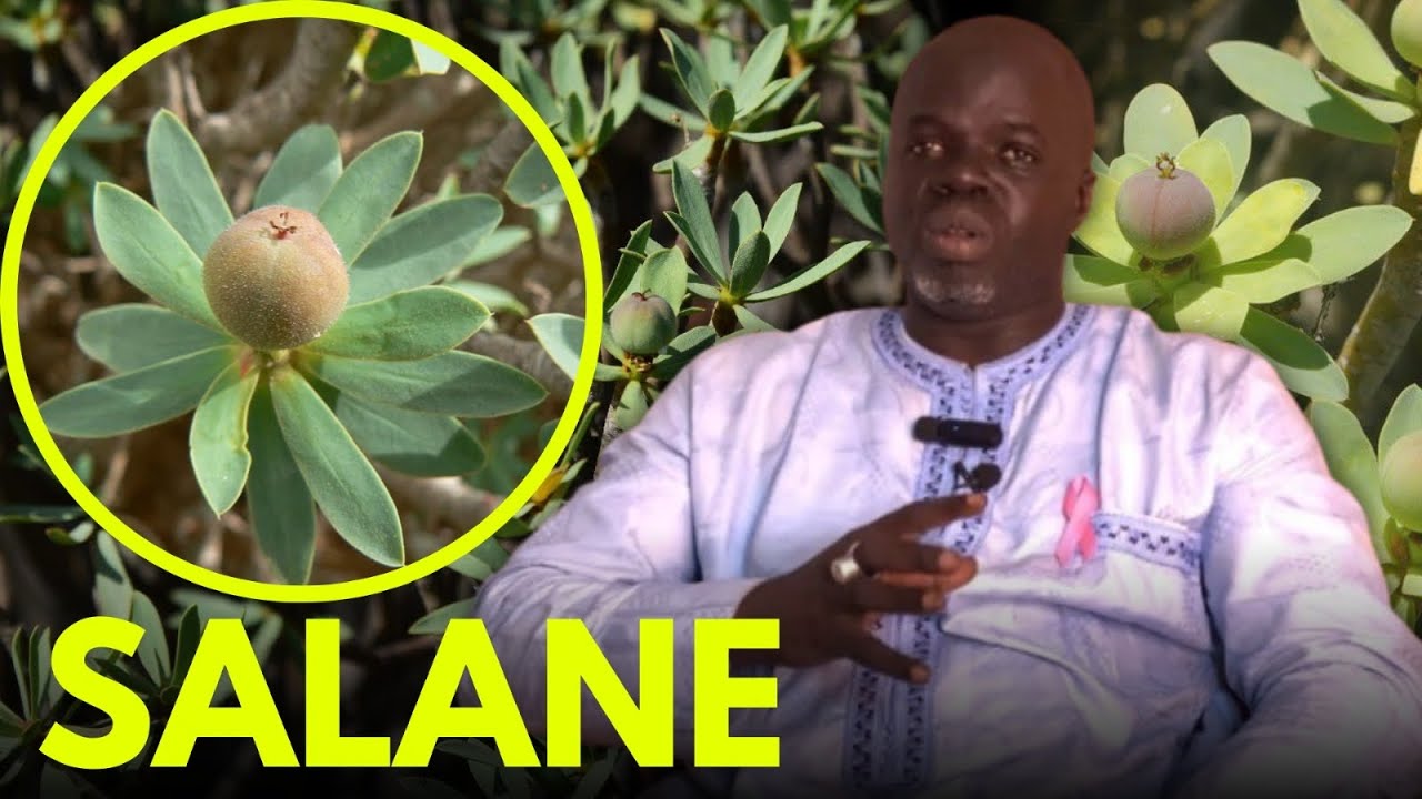 🌴 Ndiarignou Garabou Salane : Vertus Euphorbia balsamifera - Pr Ousmane Ndiaye - SAMA XALAAT TV