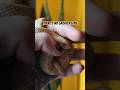 Albino Western Hognose being a total sweetheart