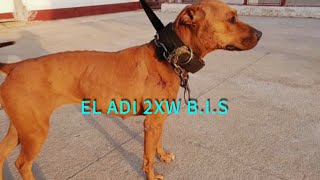 El Adi 2Xw Bis