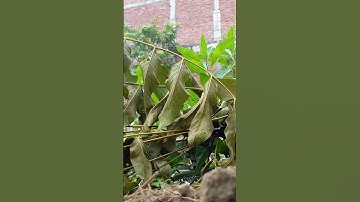 Sample Video 2 Extreme Low Angle Shot Stand Rig Camera Slider ARTechno DIY