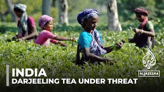 Darjeeling tea under threat: India’s tea association asking govt for help