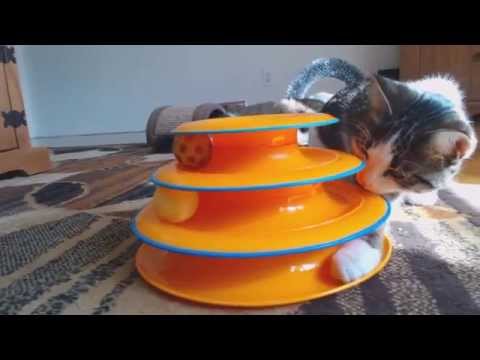 playful kitty goes crazy wiith new tower of tracks toy!!!