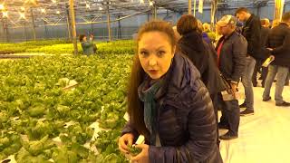 Салатные овощи выращенные в гидропонике вкусны и приятны Салатные овощи выращенные в гидропонике вкусны и приятны