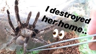 Tarantula BUILT solid HOME and I DESTROYED it ~ Feels bad :(  but it's for the better.