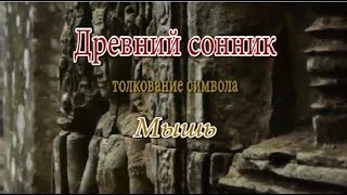 видео К чему снится белая мышь