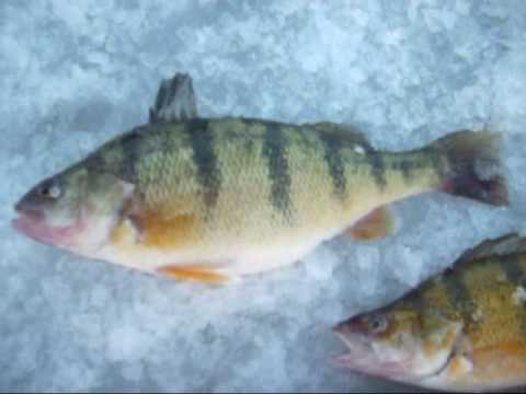 Ice Fishing Manitoba Canada 2010