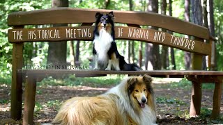 The historical meeting of Narnia and Thunder ❤️ w/@ThunderCollie by CrazyPack 404 views 1 year ago 1 minute, 29 seconds