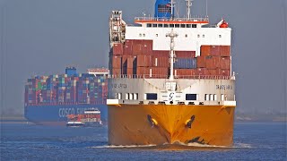 AMAZING 4K MARINE TRAFFIC AT WALSOORDEN NETHERLANDS  SHIPSPOTTING WESTERSCHELDE DECEMBER 2023