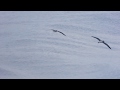 2 oiseaux qui volent au ras de leau de la mer