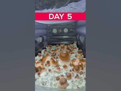 7 Days in 7 Seconds Growing Mushroom Timelapse #Timelapse - YouTube