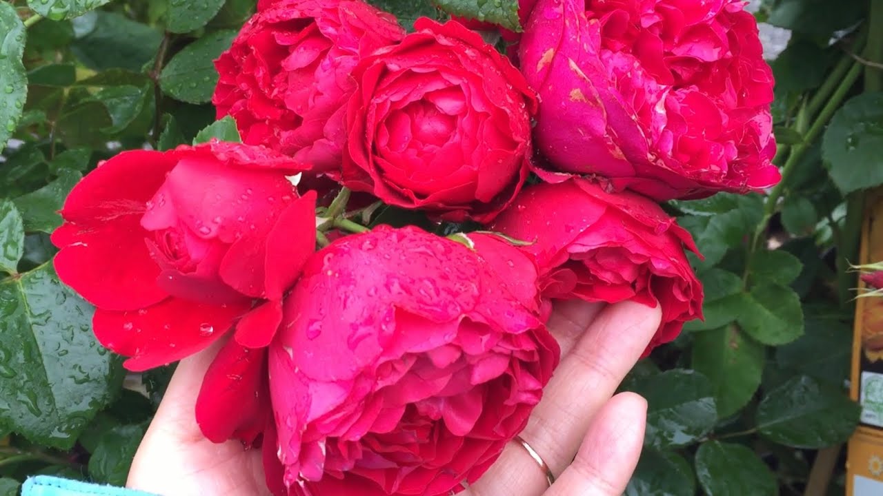 20 Rose varieties 2021 summer Deutschland-Rosen Tantau - YouTube