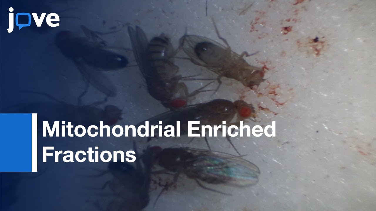 Mitochondrial Enriched Fractions Preparations for Metabolic Analysis | Protocol Preview
