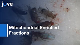 Mitochondrial Enriched Fractions Preparations for Metabolic Analysis | Protocol Preview