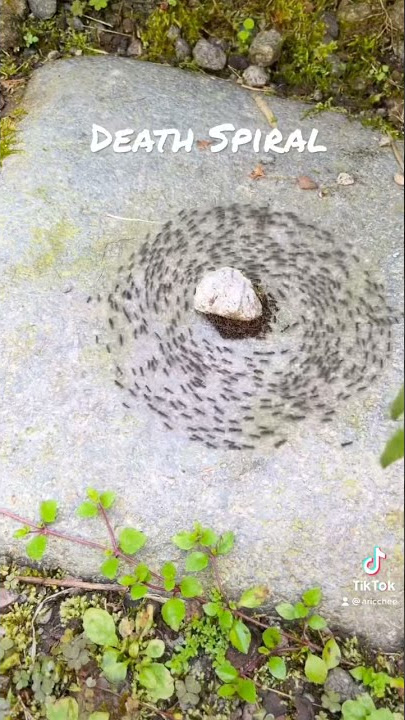 Death Spiral Myr Mill