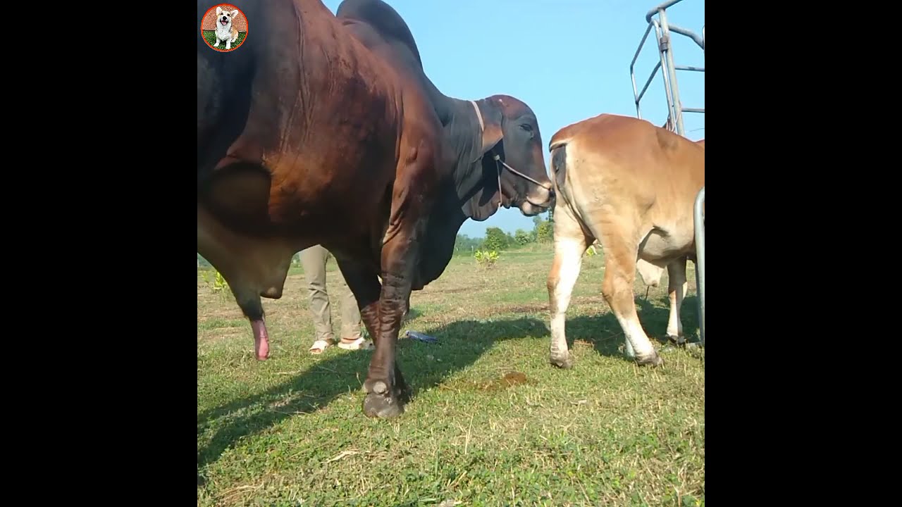  WoW!! Amazing Bull Master Vs Cow Meeting Compilatio