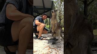 A Special Moment With A Kangaroo Mum And Her Joey! #Shorts