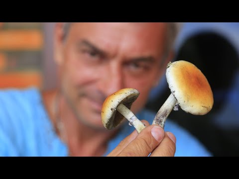 Как лечат Магические Грибы? #психоделическая терапия  #псилоцибин