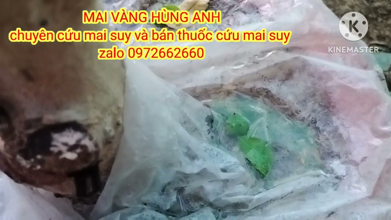 cách chăm sóc những cây mai suy yếu