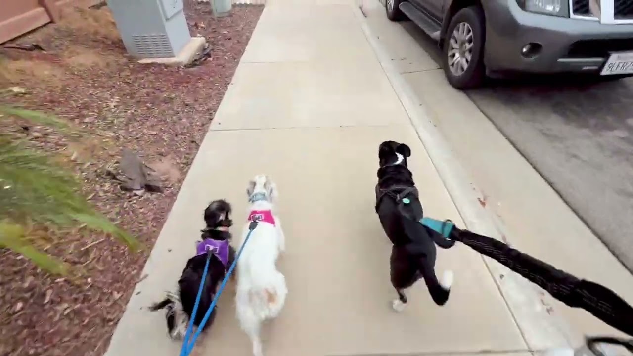 Hanky Bud on a Walk With New Friends, 9/13/25