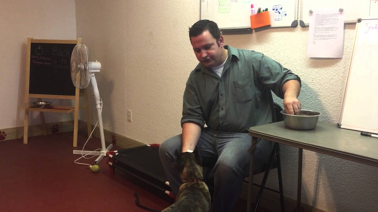 Muzzle Training a puppy. obedience to authority