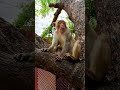 bandar kis tarika se #shortsfeed #funny #khangsfunny #shorts_ #monkey