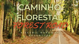 Exploring the Enchanting Caminho Florestal (Forest Road) in Terceira's Santa Barbara