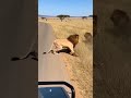 نقلی شیر اور اصلی شیر #animals #lion