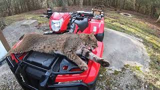 Big Bobcats Trapping