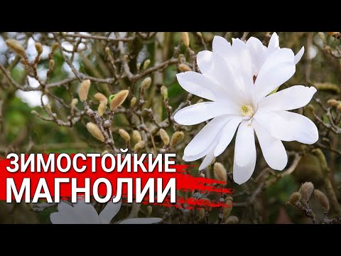 Video: Магнолия дарактары үчүн шериктештер - Магнолия менен шайкеш келген өсүмдүктөр жөнүндө билип алыңыз