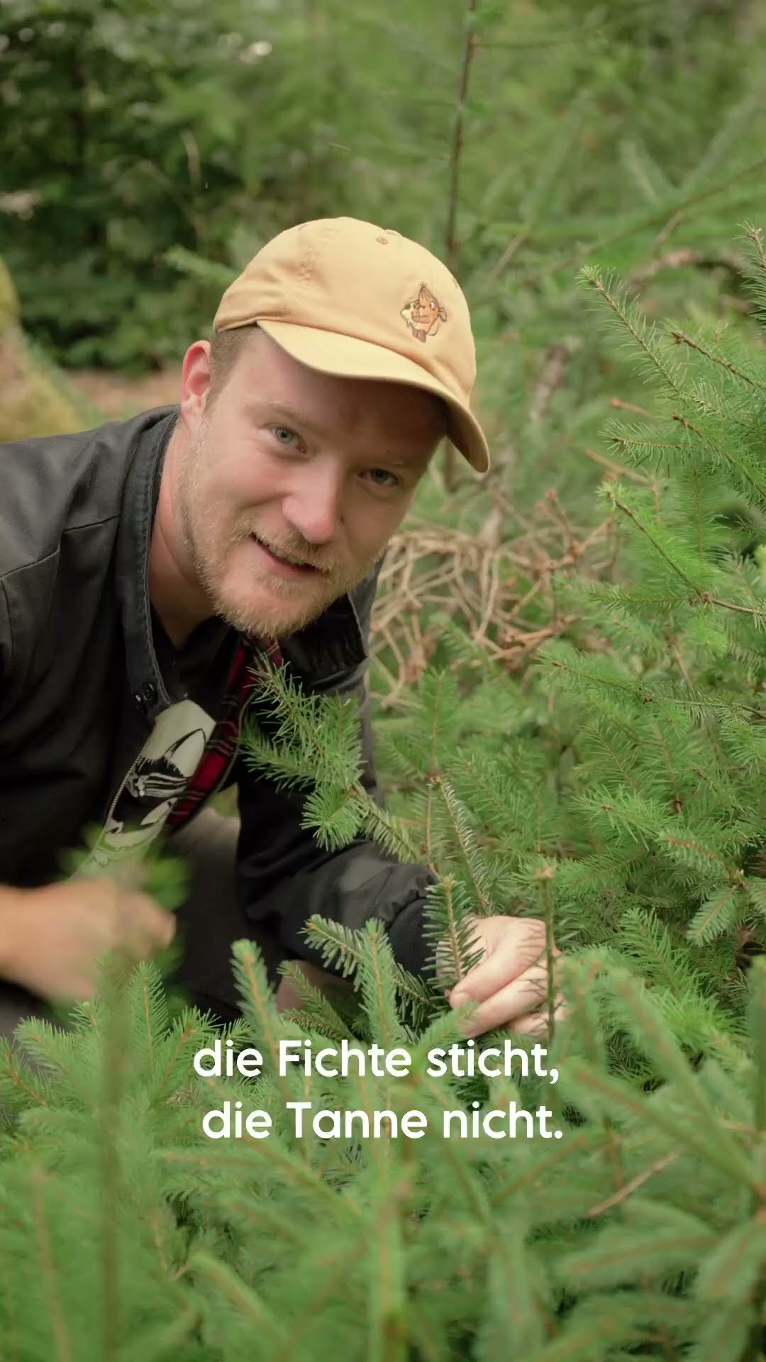 Fällen einer 70 cm Fichte Rückhänger