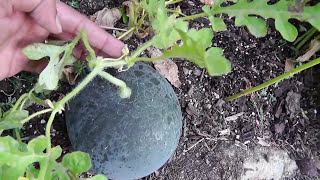 How to determine if your watermelon is ready for harvest