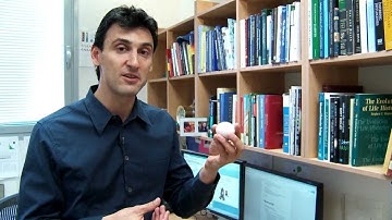 Milestones punctuate embryonic gene expression, Itai Yanai lab, Technion Lokey Center