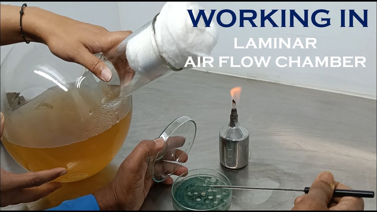 how-to-work-in-laminar-air-flow-chamber-for-mass-culture-of-trichoderma