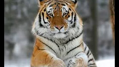¿Cómo se llama un tigre ruso?
