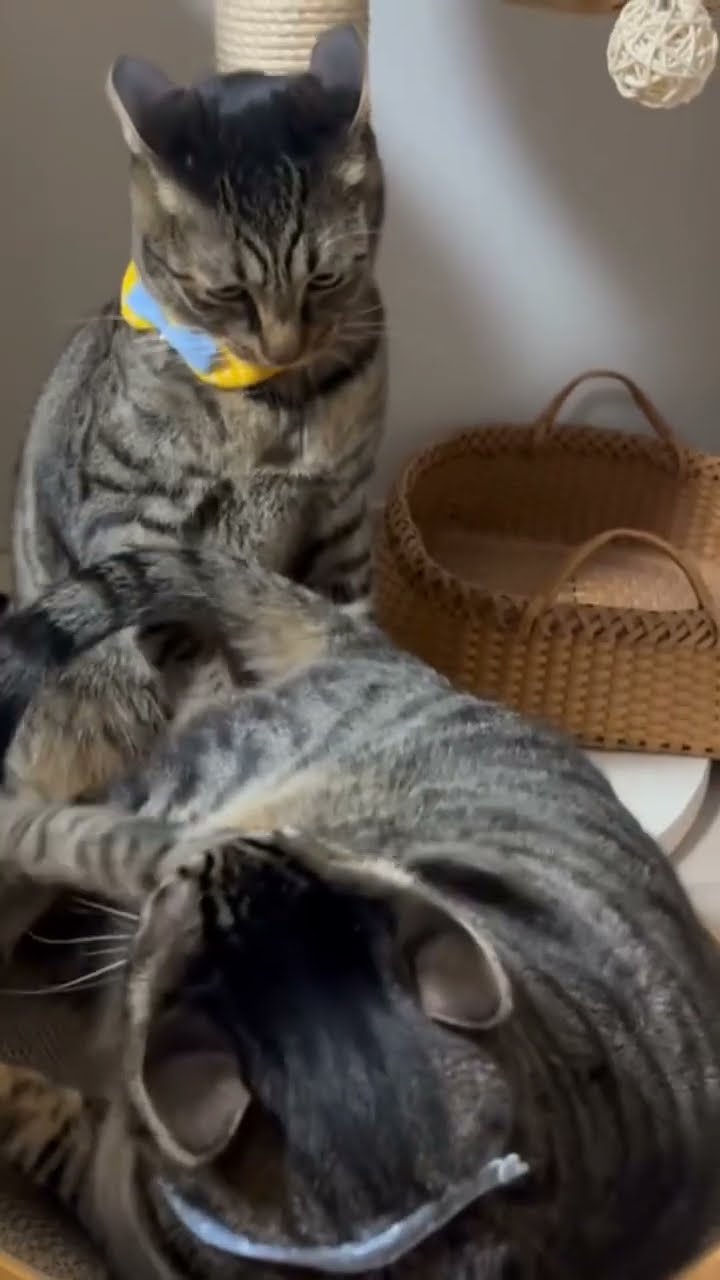 C magnifique vidéo chat ❤️ ? ❤️ ?