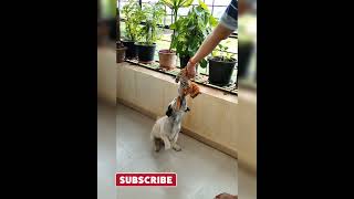 Discover the hidden talent of this dancing dog | #Shorts