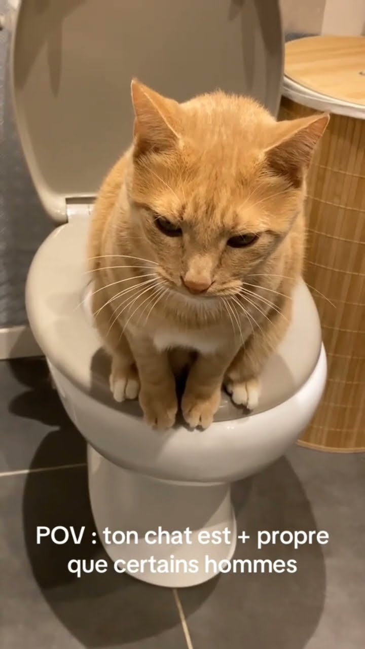 Très drôle le chat ? ? ? ?