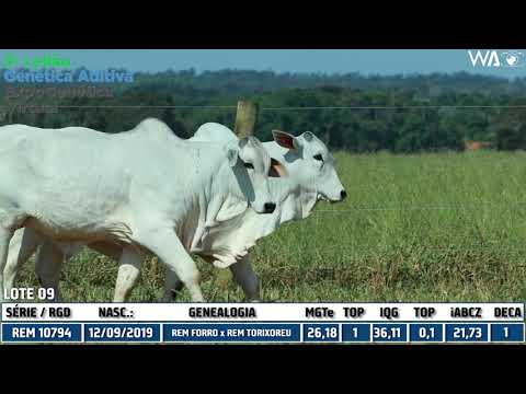 LOTE 09 - DUPLA - REM 10666I, REM 10794I - 3º Leilão Genética Aditiva Expogenética 2020