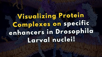 Visualizing Protein Complexes on specific enhancers in Drosophila Larval nuclei!